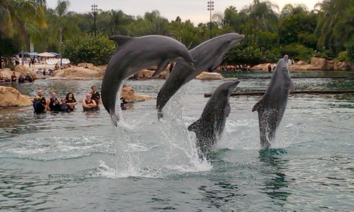 DiscoveryCove